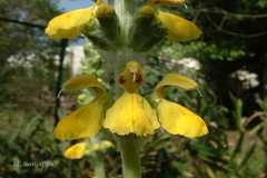 Eremostachys superba